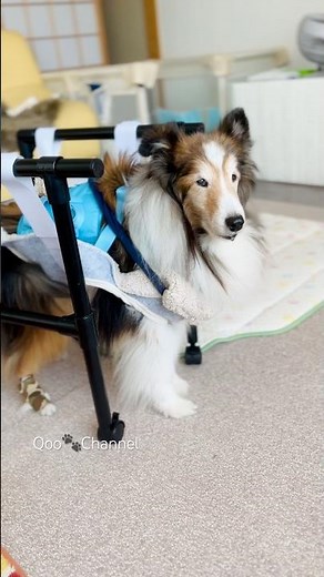 【18歳4ヶ月】ナックリングでも頑張って歩くよ🐾手作りサポーターで歩行サポート✨ #シェルティ