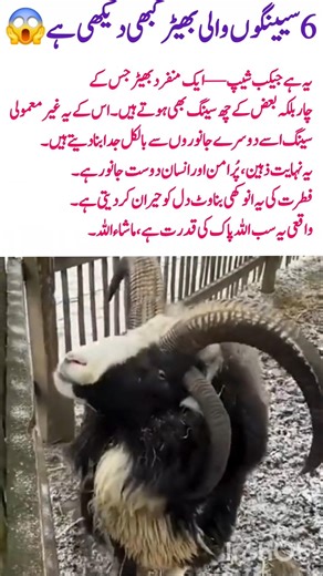 Jacob Sheep A Rare Wonder of NatureHashtags:#JacobSheep#RareAnimals#UniqueLivestock#NatureWonder