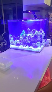 I believe this type of small tank is suitable for every HDB Total damage $1300, they will come maintain twice per month at $100 for this tank size Visit their Facebook page to view more marine life https://www.facebook.com/aquamarin.singapore?mibextid=9R9pXO | My Digital Lock Pte Ltd