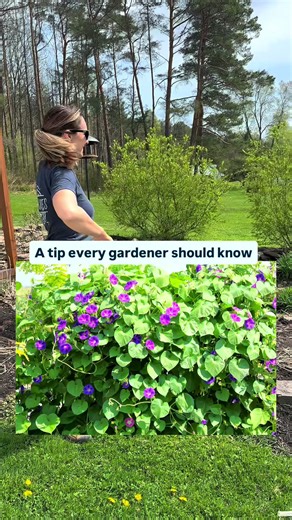 Effective Strategies to Control Morning Glory and Bindweed