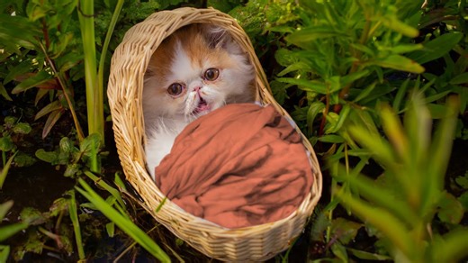 Cat raised by mouse reveals unbelievable wild origin story