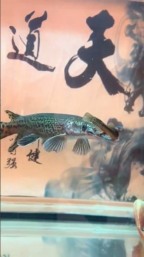 Alligator gar feeding moment#PredatoryFish