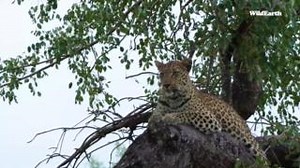 31K views · 806 reactions | Blue-eyed leopardess Laluka #wildearth #Leopard #Photography | Wildearth | Facebook