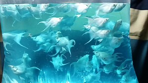 Platinum Moontail Balloon Molly Rajshahi- 01712866733 | RS Color Fish Farm