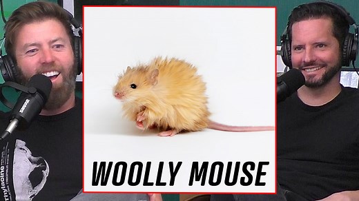 23K views · 424 reactions | Forrest Galante on World's First Woolly Mouse | The Wild Times Podcast | Facebook