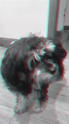 My puppy!! ❤️ #fypシ #dance #funny #puppy #fyp #fypシ゚viral #butifyoucloseyoureyes #dog #puppy