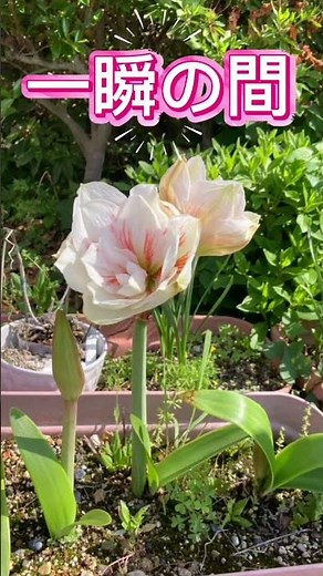 アマリリス | 道端花図鑑 特別編 1年に一度だけ咲く花
