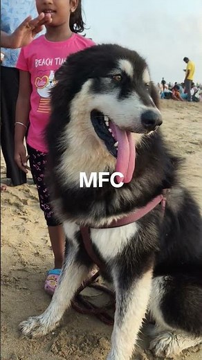 ALASKAN MALAMUTE PUPPIES SALE IN CHENNAI/ALASKAN MALAMUTE PRICE IN CHENNAI #alaskanmalamute #shorts