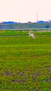 62K views · 797 reactions | Animal Planet TV on Reels | Facebook