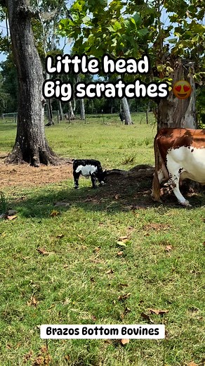 146K views · 5.6K reactions | Baby Trinket Scratch level: Professional! Brazos Bottom Bovines | Brazos Bottom Bovines | Facebook