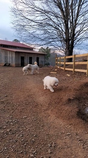 Mud hole!!!!! . . . . . #hilltopgreatpyrenees #greatpyrenees #livestockguardiandog #greatpyreneesofig #greatpyreneeslife #adorablepuppies #rurallifestyle #puppytraining #greatpyreneespuppies #countrypup #akcgreatpyrenees #greatpyreneesofinstagram #greatpyreneesfamily #greatpyr #livestockguardian #greatpyreneesoftheday #greatpyreneesrules #greatpyreneespuppy #workingdog #cutestpuppyever #greatpyreneesrock #giantpuppy #greatpyreneeslove #bestbreed #sostinkingcute #mudhole | Hilltop Great Pyrenees