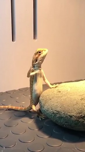 Funny Lizard Performs Karate Chops | Hilarious Pet Videos