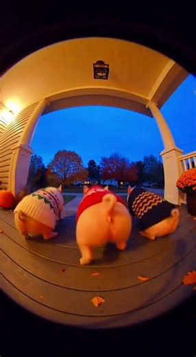 Cozy Autumn Nights with a Swinging Little Pig