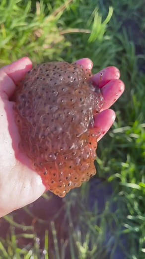 Hand Counting Frog Eggs | Massive Frog Army Incoming!