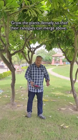 Plant trees in clusters, and watch as their leafy canopies naturally form a green umbrella, giving shade without the need for tin covers. #peepalbaba #clusteredtrees #treescanopy #greenumbrella #peepalbabasays #shadeoftrees #treesgrowth #greenery #naturalshade #peepalbabafoundation | Peepal Baba