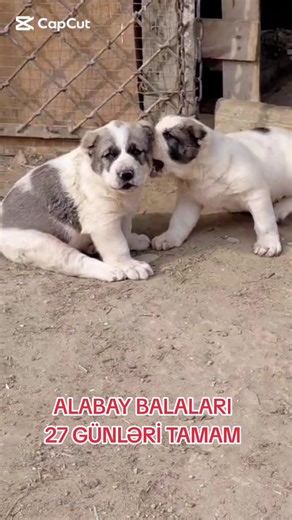 Alabay Balaları: 27 Günlük Məlumat