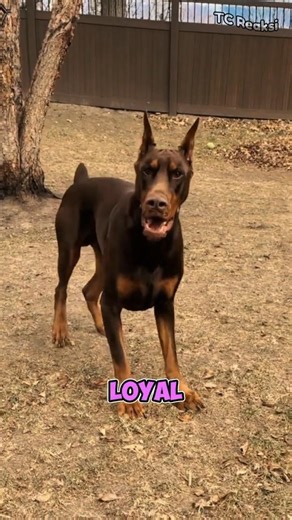 Incredible Guard Dogs #shorts #dog #doberman