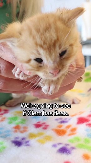 officialkittenlady on TikTok