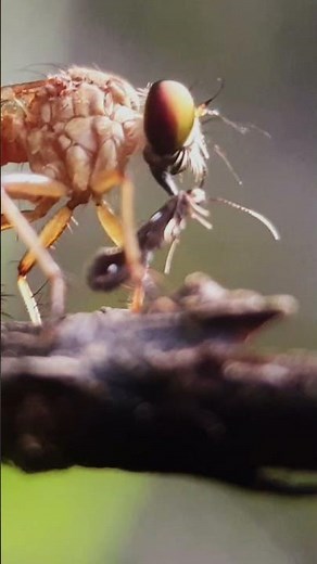 ⚡ The Fly That Hunts… Then Vanishes...