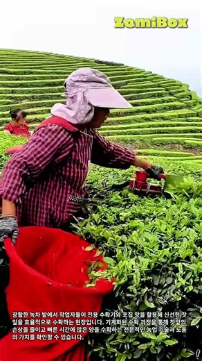 효율적인 녹차 수확 방법과 찻잎 포집 기술 #worker #process #teaharvest #farming #machinery