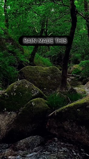 Bucket List World Travel on Instagram: "The Hoh Rainforest is nature doing its job…beautifully🍃 What to Expect: 🌿 Parking is limited — arrive early 🌿 Waterproof shoes are essential 🌿 No cell service — download maps ahead 🌿 It’s cooler than nearby towns 🌿 Rain can start without warning 🌿 Stay on trails to protect the moss 🌿 Restrooms are limited — plan ahead Comment if this is on your list✍️ #hohrainforest #olympicnationalpark #washingtonstate #rainforest #ecosystems"