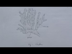 #chalina : diagram of chalina | classification of chalina | comment of chalina | #diagram