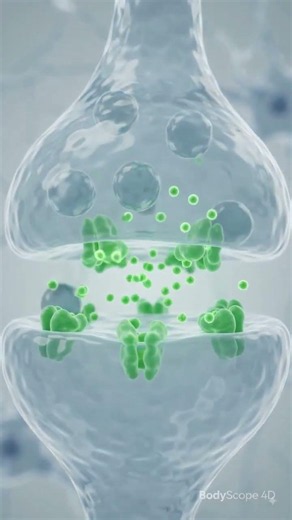 How Neurons Fire and Communicate Through Synaptic Transmission