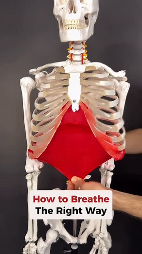 Dr. Joe Damiani - TMJ, Head & Neck Specialist on Instagram: "Here are the three key fixes you need to breathe the RIGHT way. 👇 Comment “UPRIGHT” below for my free guide to relieve tension throughout the body! First, we’ve got to learn to fully exhale so old air isn’t left behind. Next, we restore rib and thoracic mobility so the diaphragm has room to descend. And finally, we retrain those accessory muscles that love to overwork and lift your rib cage when they shouldn’t. Put all three together,