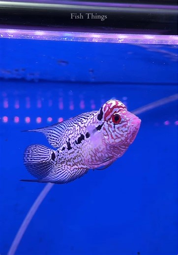 Flowerhorn Fish vs Snakehead Fish Explained