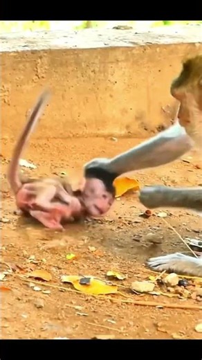 Life of Monkeys: Oh no, the little monkey accidentally teased a hot-tempered mother monkey!