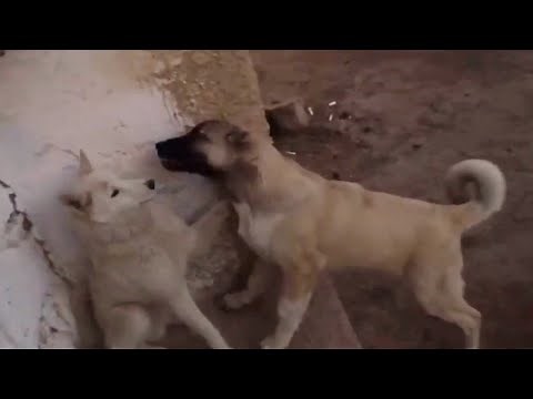 KaNGaL vs Wolf - War of the Puppies