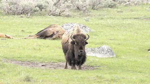 The life of a bison | Wildlife throughhopeseyes.