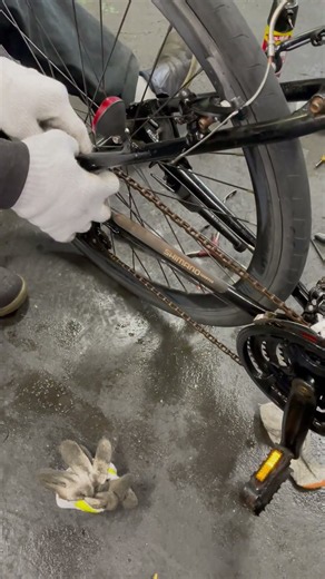 Reinstalling the Rear Wheel After Replacing the Tire