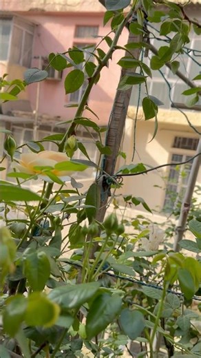 Teasing Georgia rose almost ready for good show #rose #garden #flowers #gulab