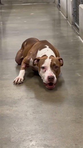 The Most Emotional Dog Story You’ll Watch Today 😭