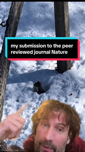 never before seen footage of a whacky little red squirrel digging tunnels in the snow! #winter #squirrel #backyard #science #snow