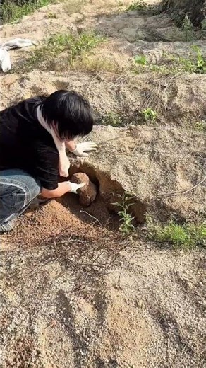 Log Splitting Machine Automatic Wood Processor Dividing a Thick Log