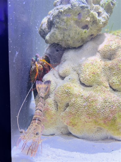 Predator vs Prey | Mantis Shrimp Takes Down a Prawn#viralvideo #video #viral #shorts #aquarium #SeaFight #mrmantisshrimp