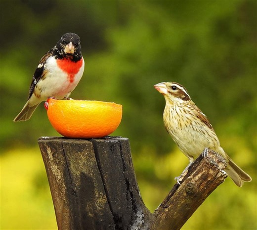 Identify and attract a rose-breasted grosbeak