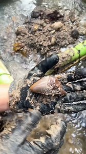 #incredible #history #shark #paleontology #dinosaur #dino #trex #archeology #creek #river #treasure #tr. | The Golden Hour