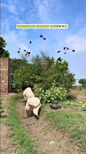 Unbelievable sparrows hunting🐦‍⬛😱 #sparrowhunting #birdcatching #wildlifeaction #naturehunting