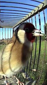 BEAUTIFUL CALLS of a SINGING GOLDFINCH