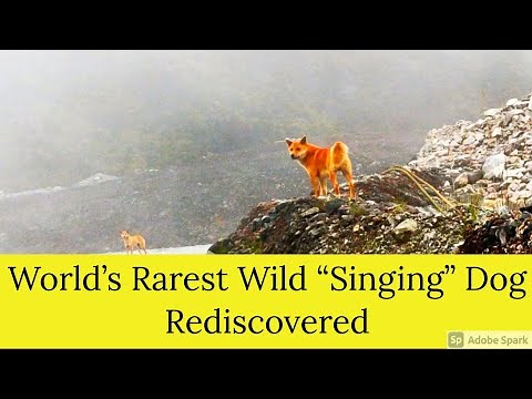 World's Rarest Wild 'Singing' Dog, thought to be extinct in wild for 50 years, Reemerged!