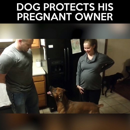 Dog protects his pregnant owner Top comment: JukinVideo | LOLKidz
