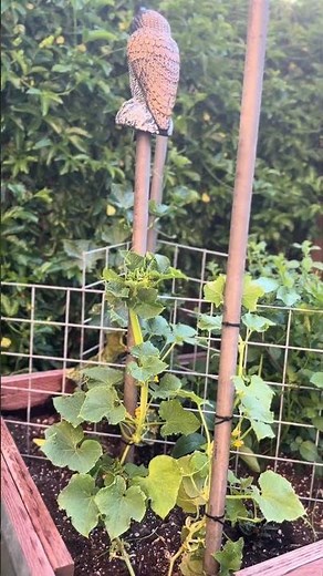 Natural Ways I’m Keeping Rodents Out of My Garden