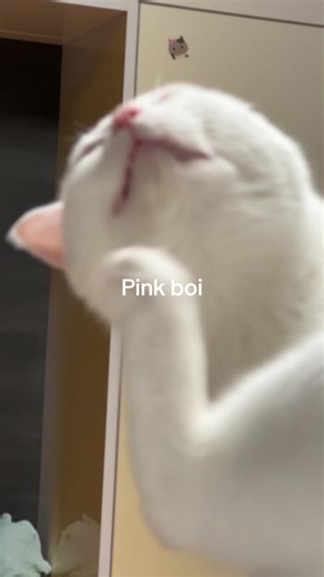 🩵UrAlien🫂👽 (@your.alien3)’s videos with оригинальный звук - °мяу°