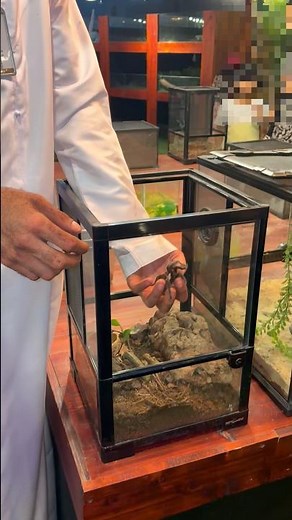 Handling Texas Brown Tarantula Enclosure Spider How To Catch