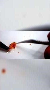 Micro-Surgery for Shrimp: Gentle Egg Removal