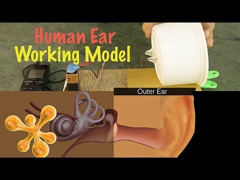 How to make a Working Model of a HUMAN EAR? | DIY Human Ear | - dArtofScience