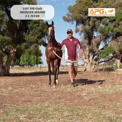 Australian Pacing Gold Ltd | EARLY PREVIEW SERIES | MELBOURNE TROTTER COLT FEATURE Lot 118 – Colt | El Titan x Modern Maori Bred by Louise Pangrazio / M Shaw Prepared... | Instagram